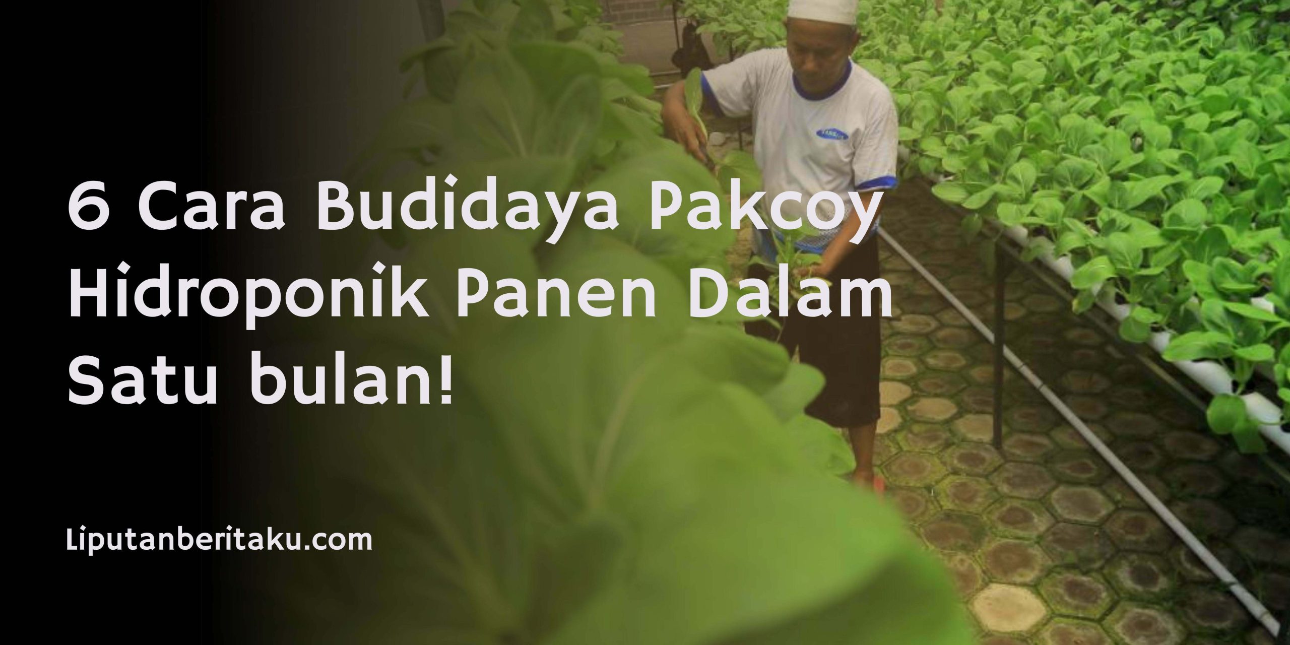 6 Cara Budidaya Pakcoy Hidroponik Panen Dalam Satu bulan! 6 Cara Budidaya Pakcoy Hidroponik Panen Dalam Satu bulan!