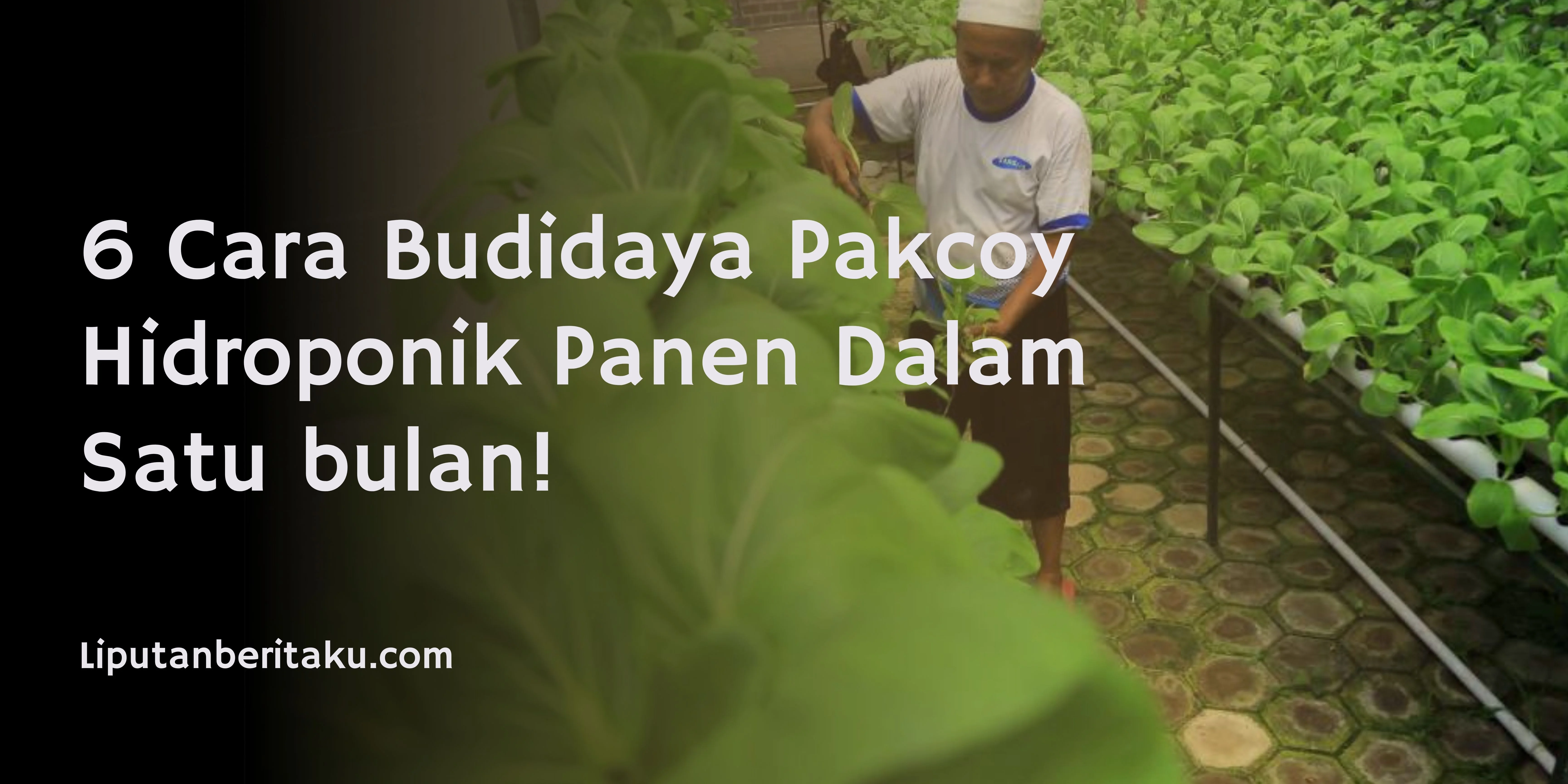 6 Cara Budidaya Pakcoy Hidroponik Panen Dalam Satu bulan!