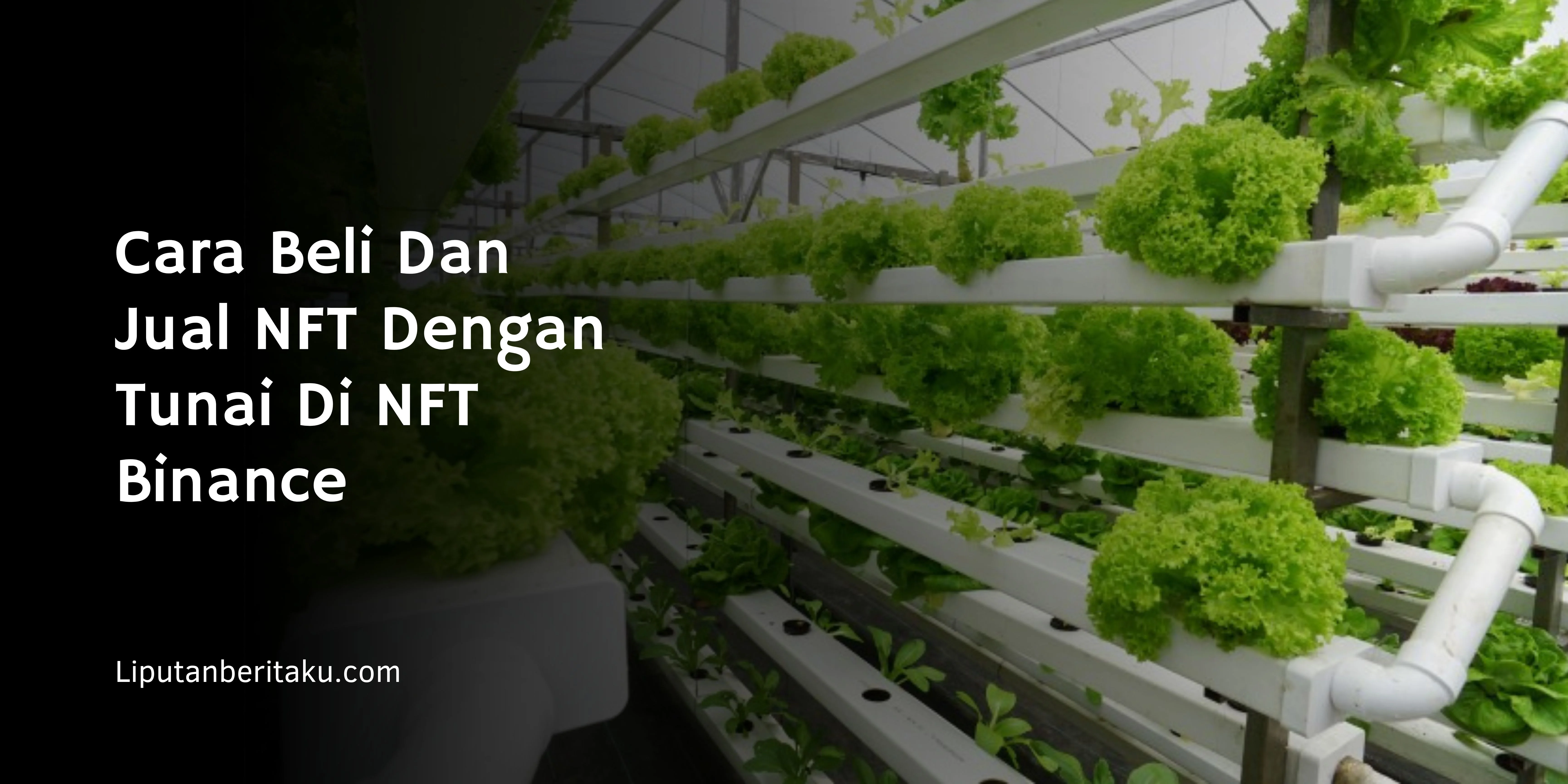 Perbedaan Hidroponik Sistem DFT dan NFT