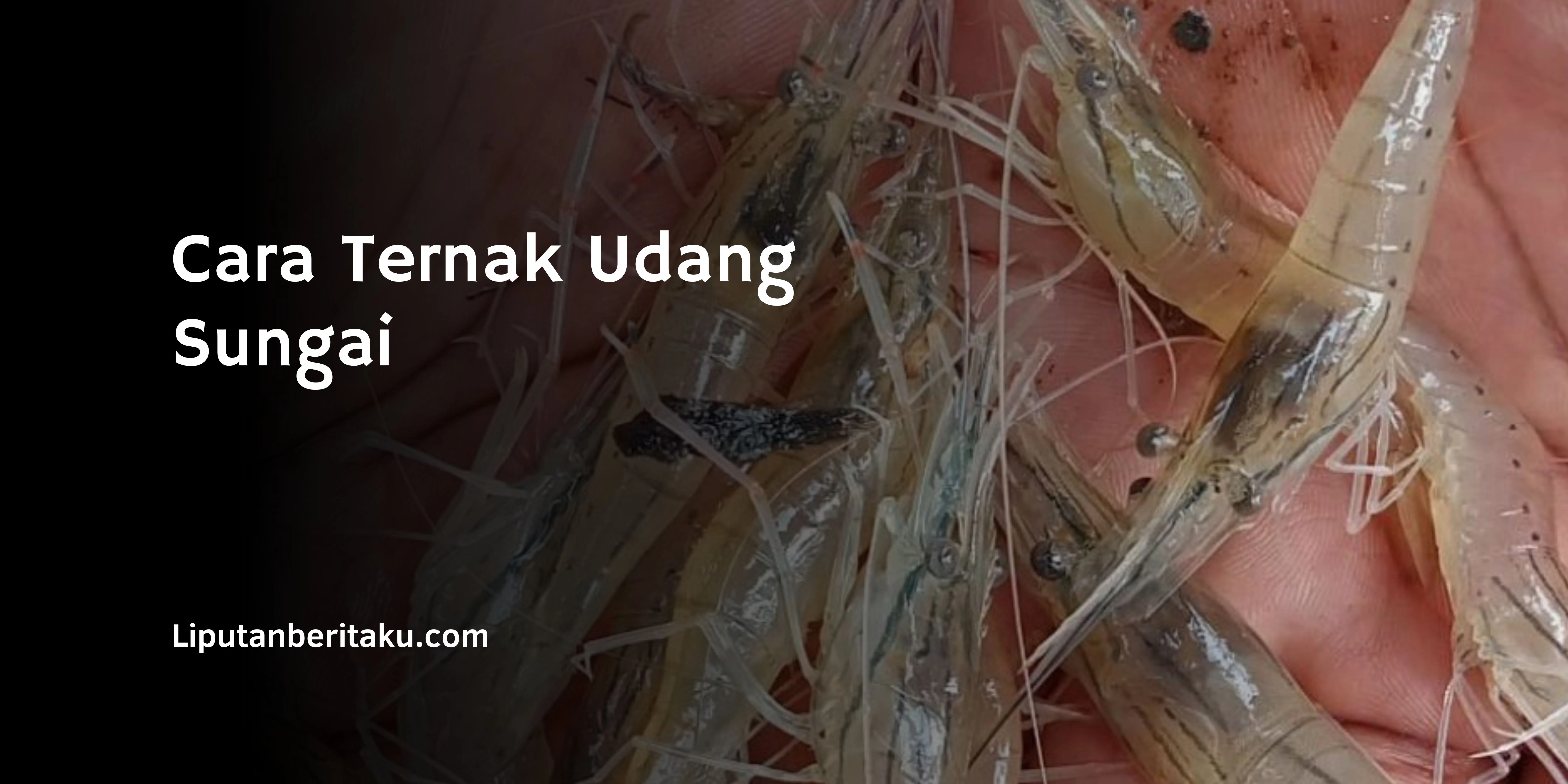 Cara Ternak Udang Sungai Untuk Pakan Ikan