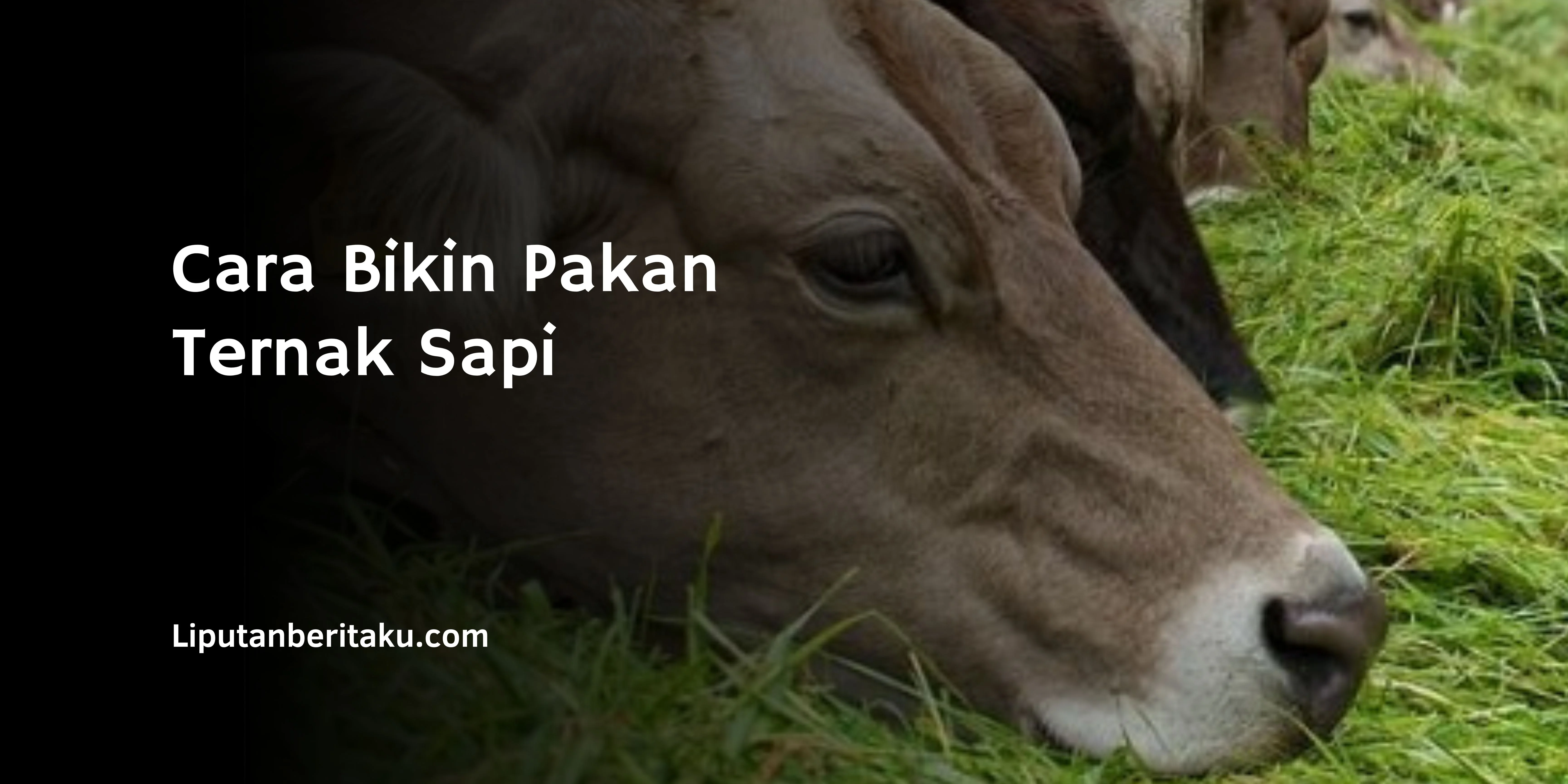 Cara Bikin Pakan Ternak Sapi