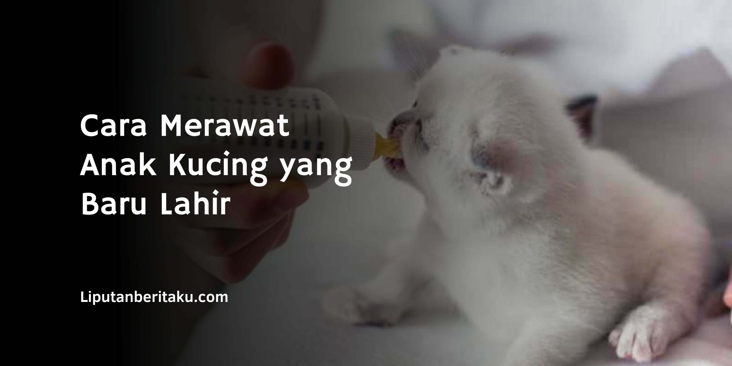 Cara Merawat Anak Kucing yang Baru Lahir