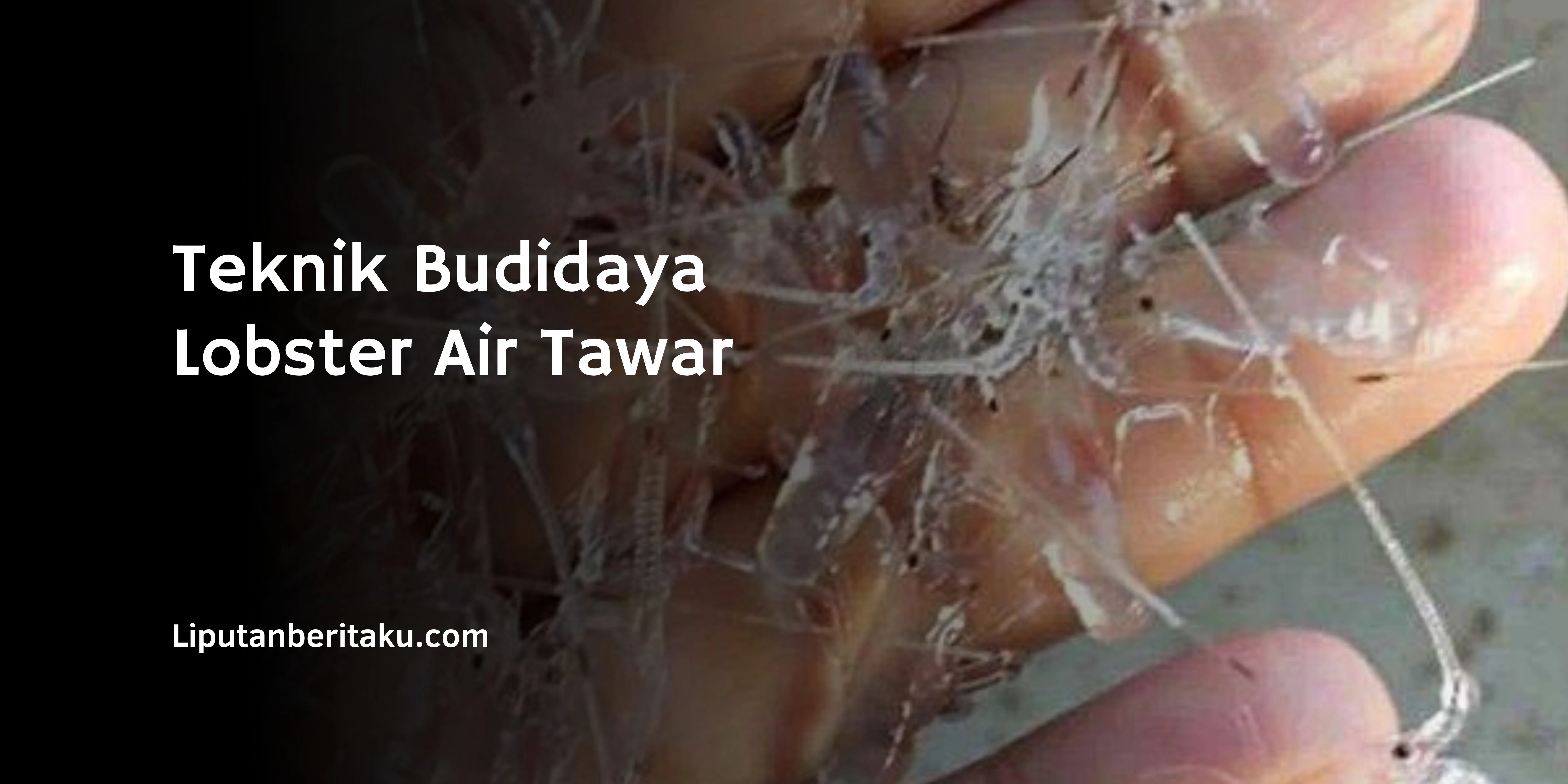 Teknik Budidaya Lobster Air Tawar