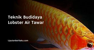 Cara Budidaya Ikan Arwana Golden Red