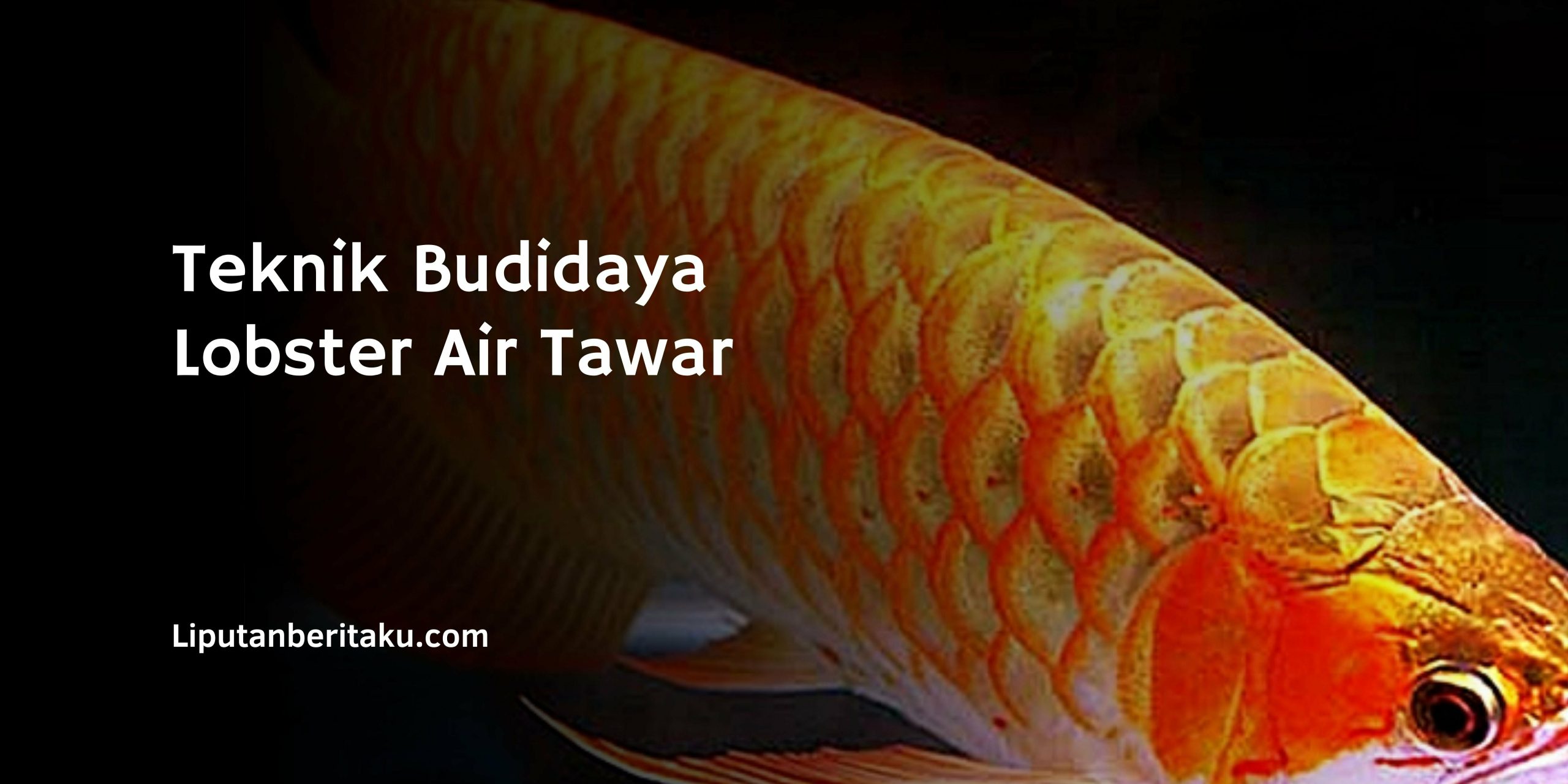 Cara Budidaya Ikan Arwana Golden Red