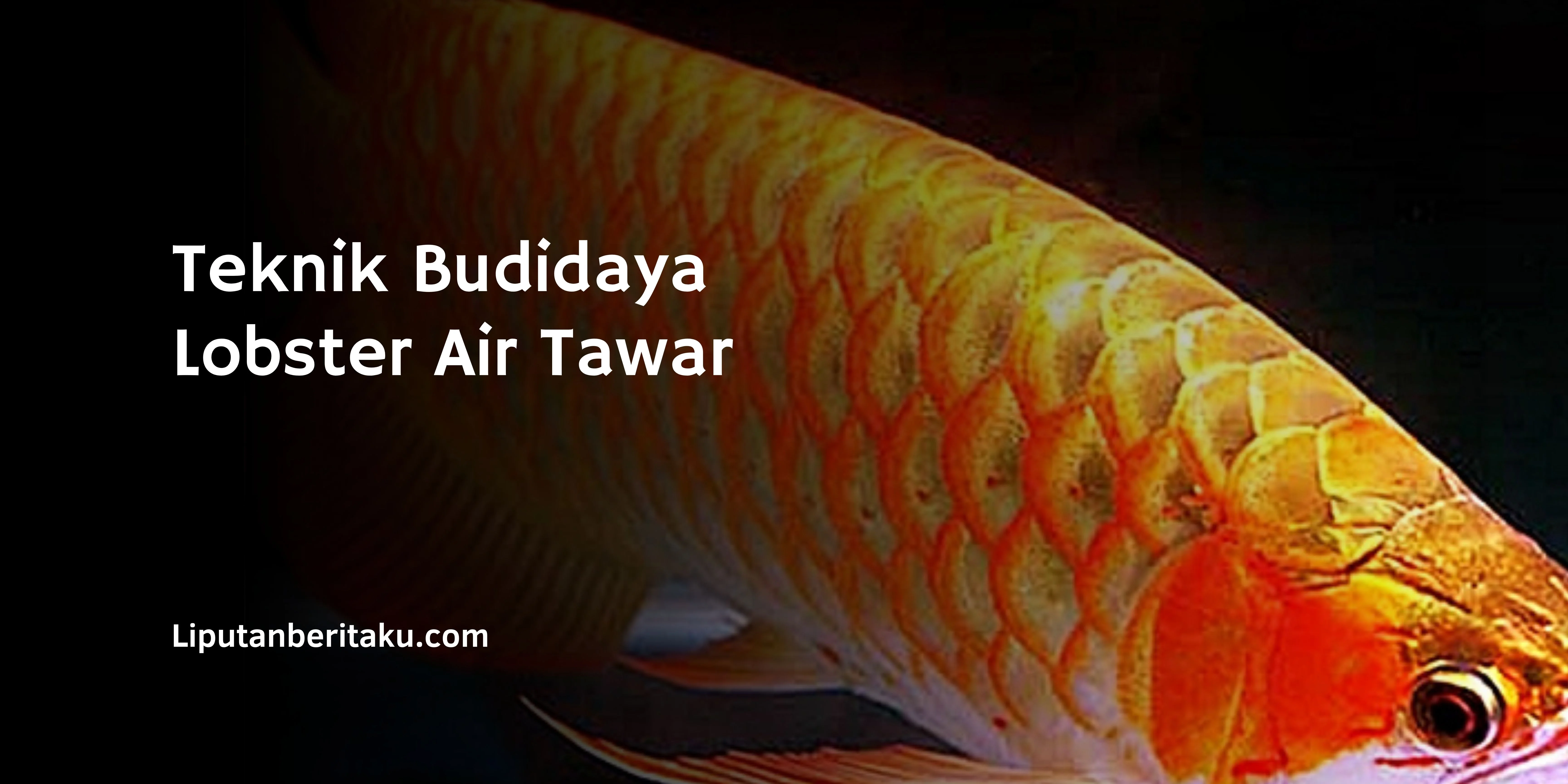 Cara Budidaya Ikan Arwana Golden Red