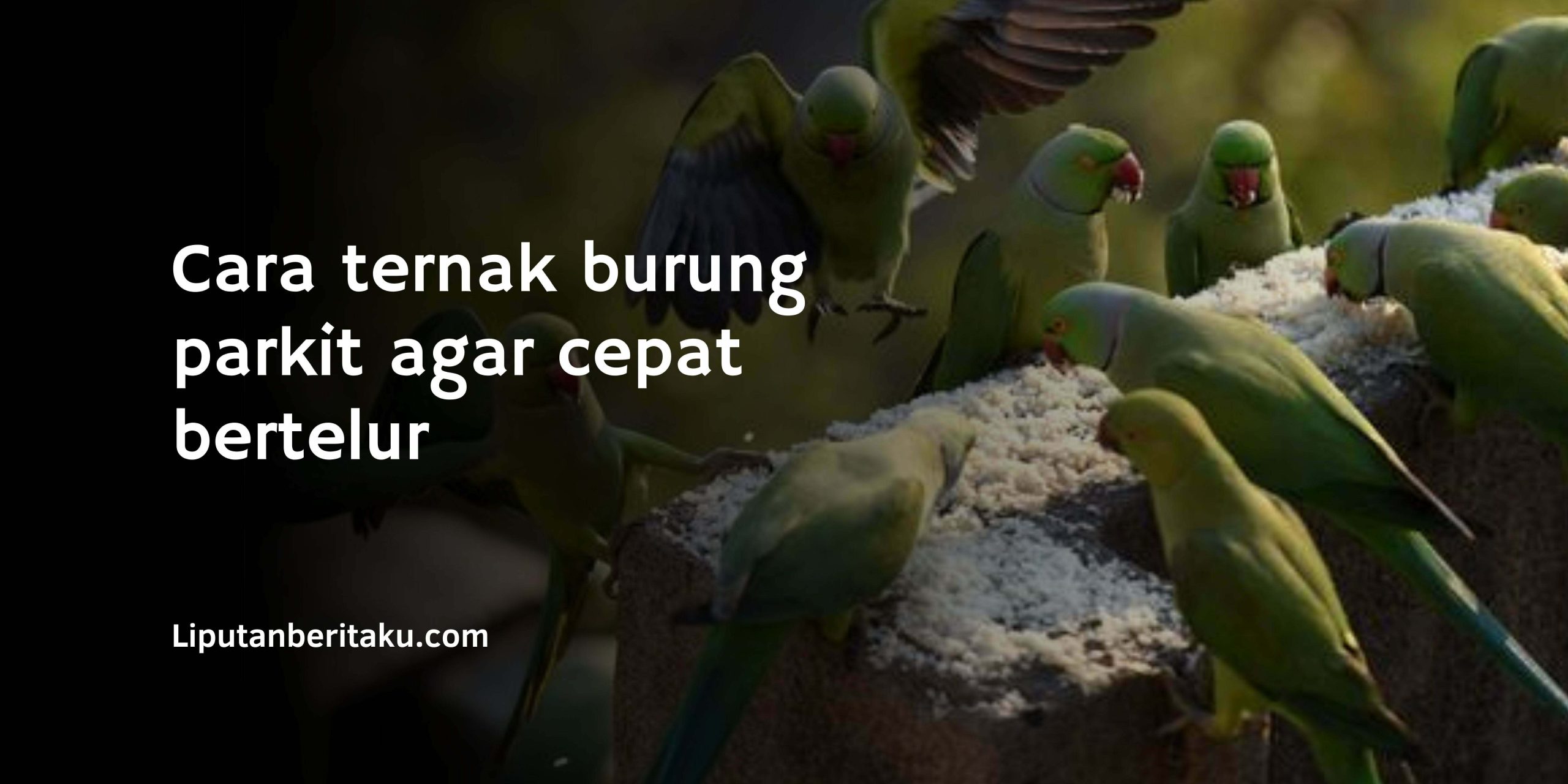 Cara ternak burung parkit agar cepat bertelur Cara ternak burung parkit agar cepat bertelur
