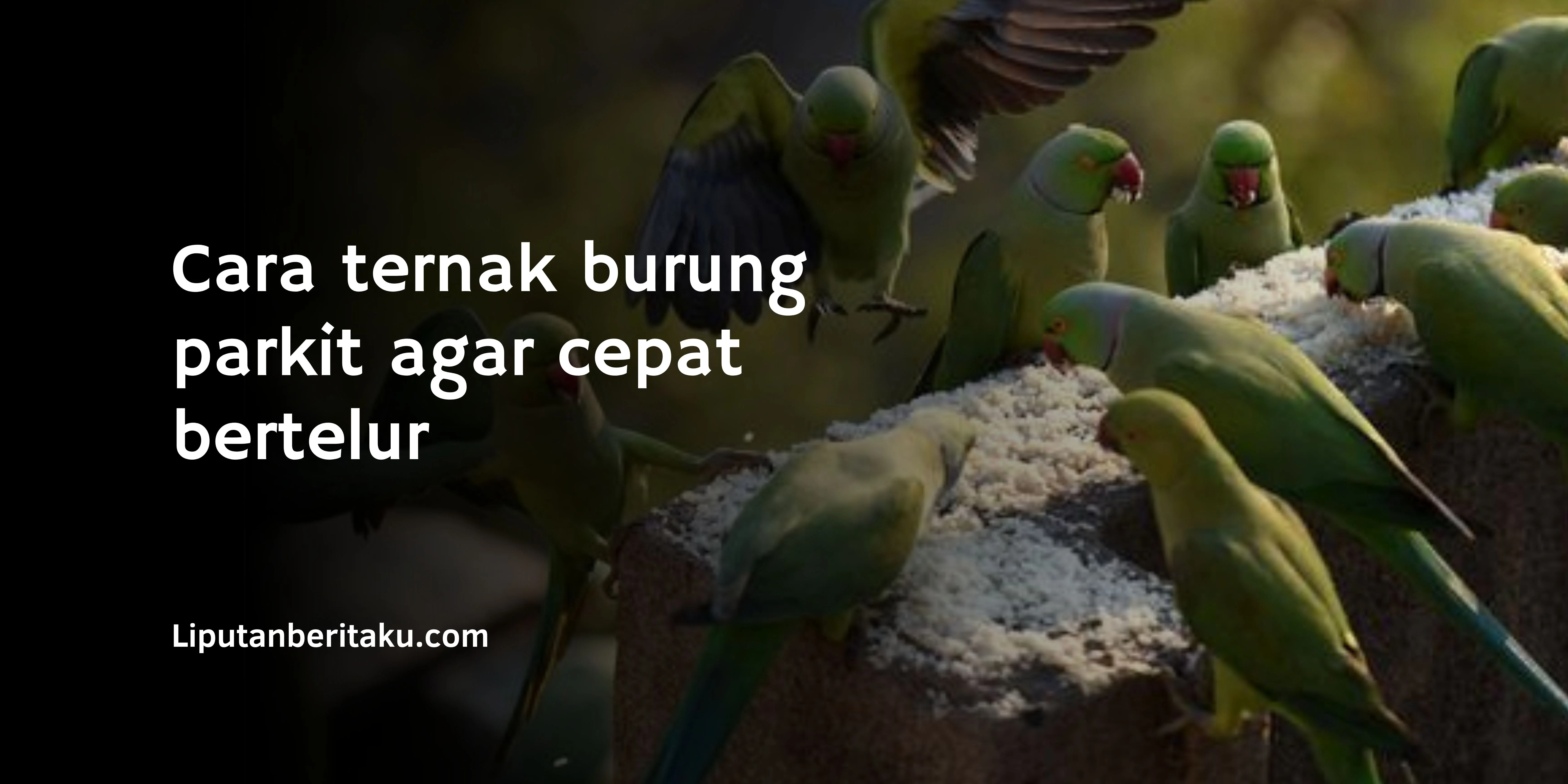 Cara ternak burung parkit agar cepat bertelur