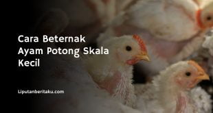 Cara Beternak Ayam Potong Skala Kecil 