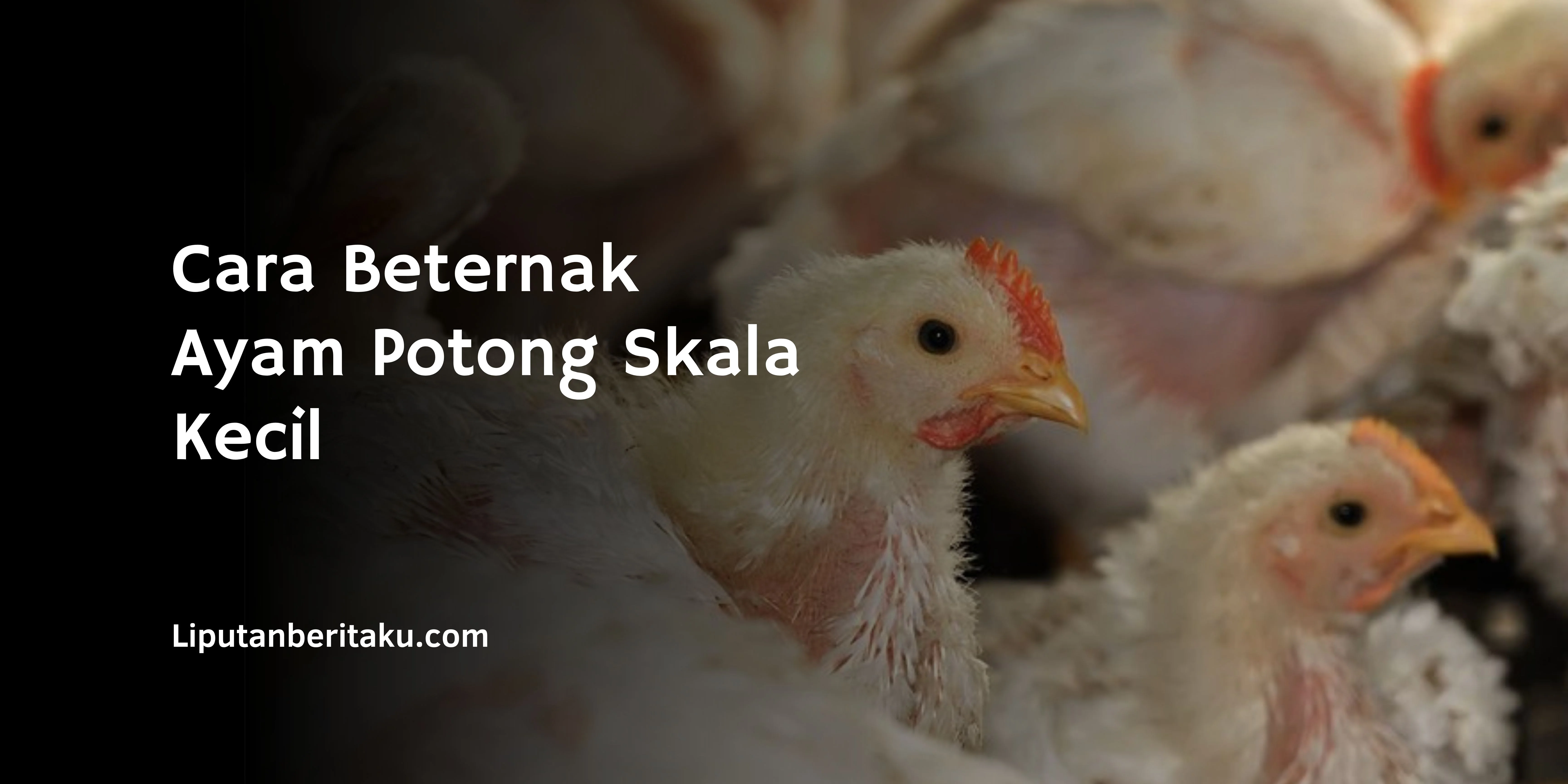 Cara Beternak Ayam Potong Skala Kecil Untung Besar