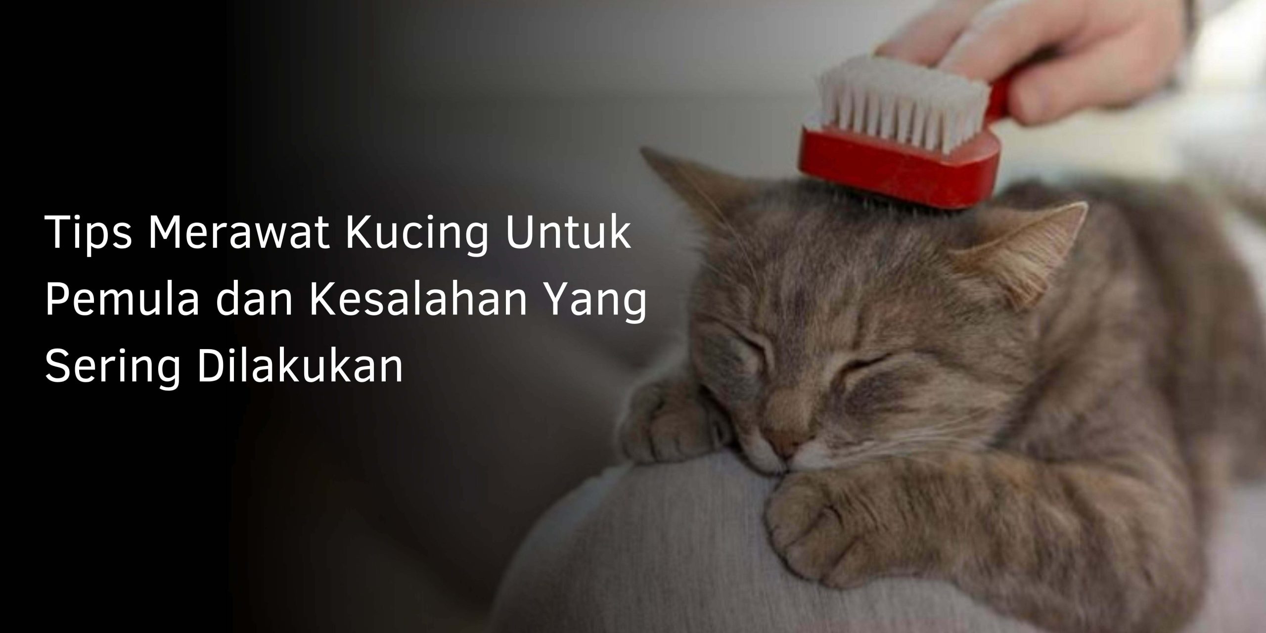 Tips Merawat Kucing Untuk Pemula dan Kesalahan Yang Sering Dilakukan