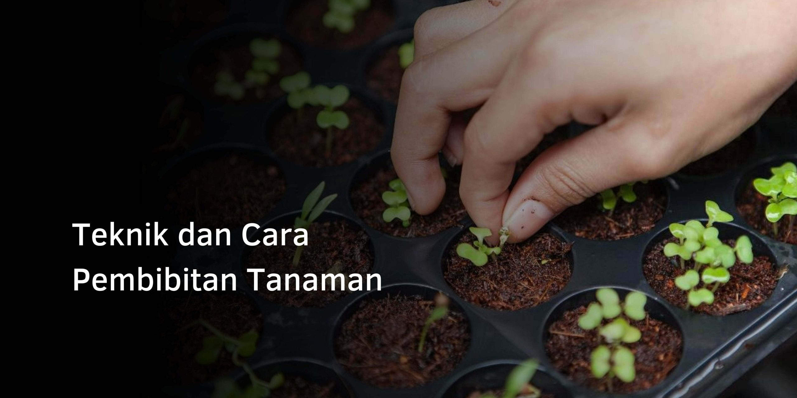 Teknik dan Cara Pembibitan Tanaman
