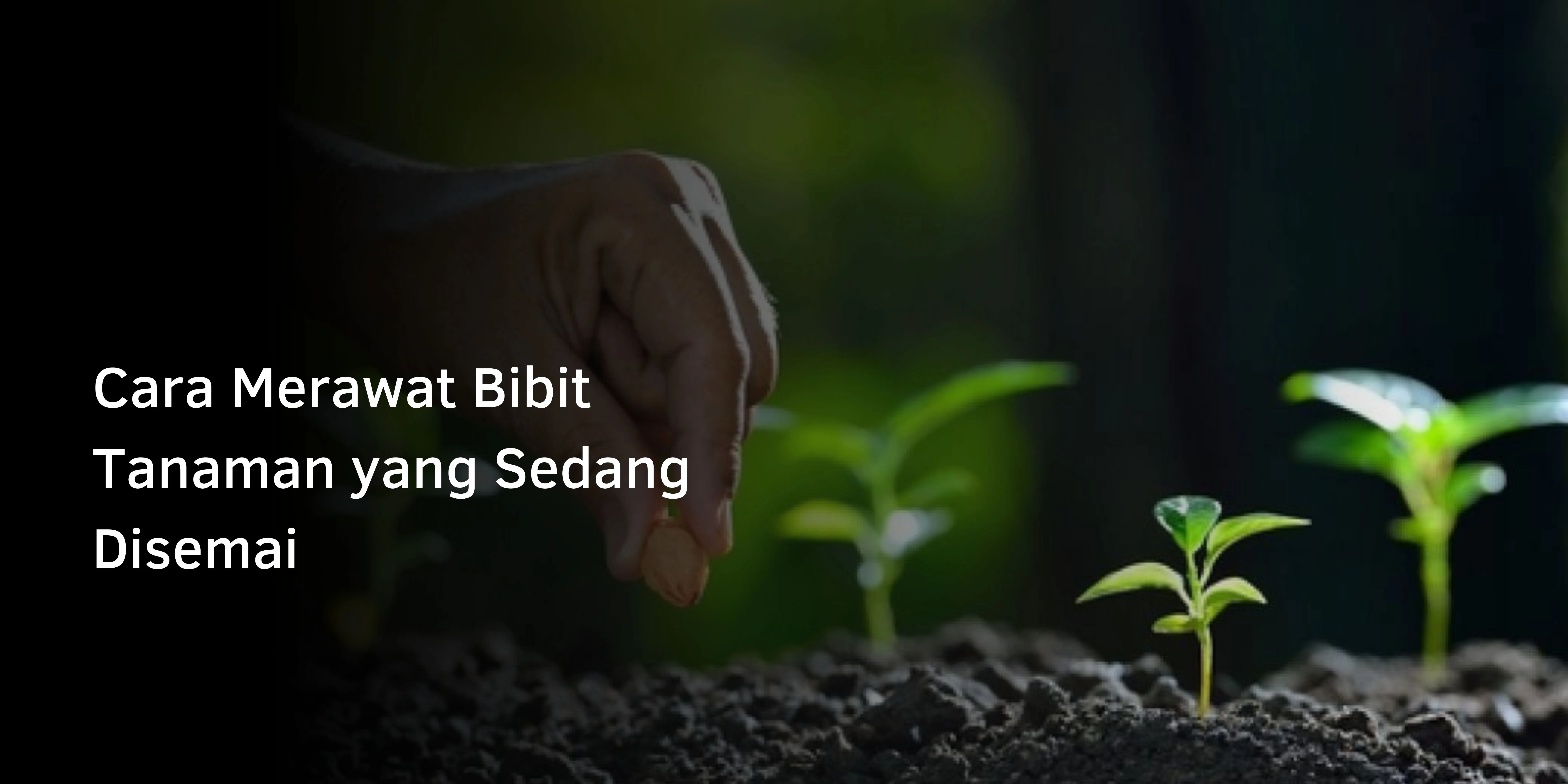 Cara Merawat Bibit Tanaman yang Sedang Disemai