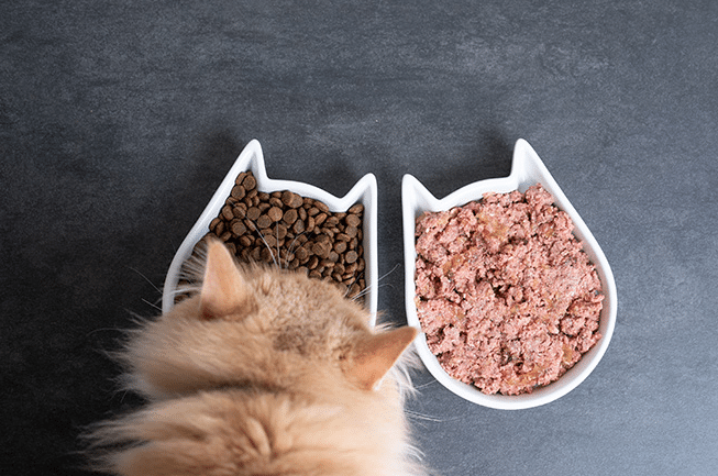 Rekomendasi Makanan Basah Kucing Terbaik 1 Makanan Basah Kucing Terbaik