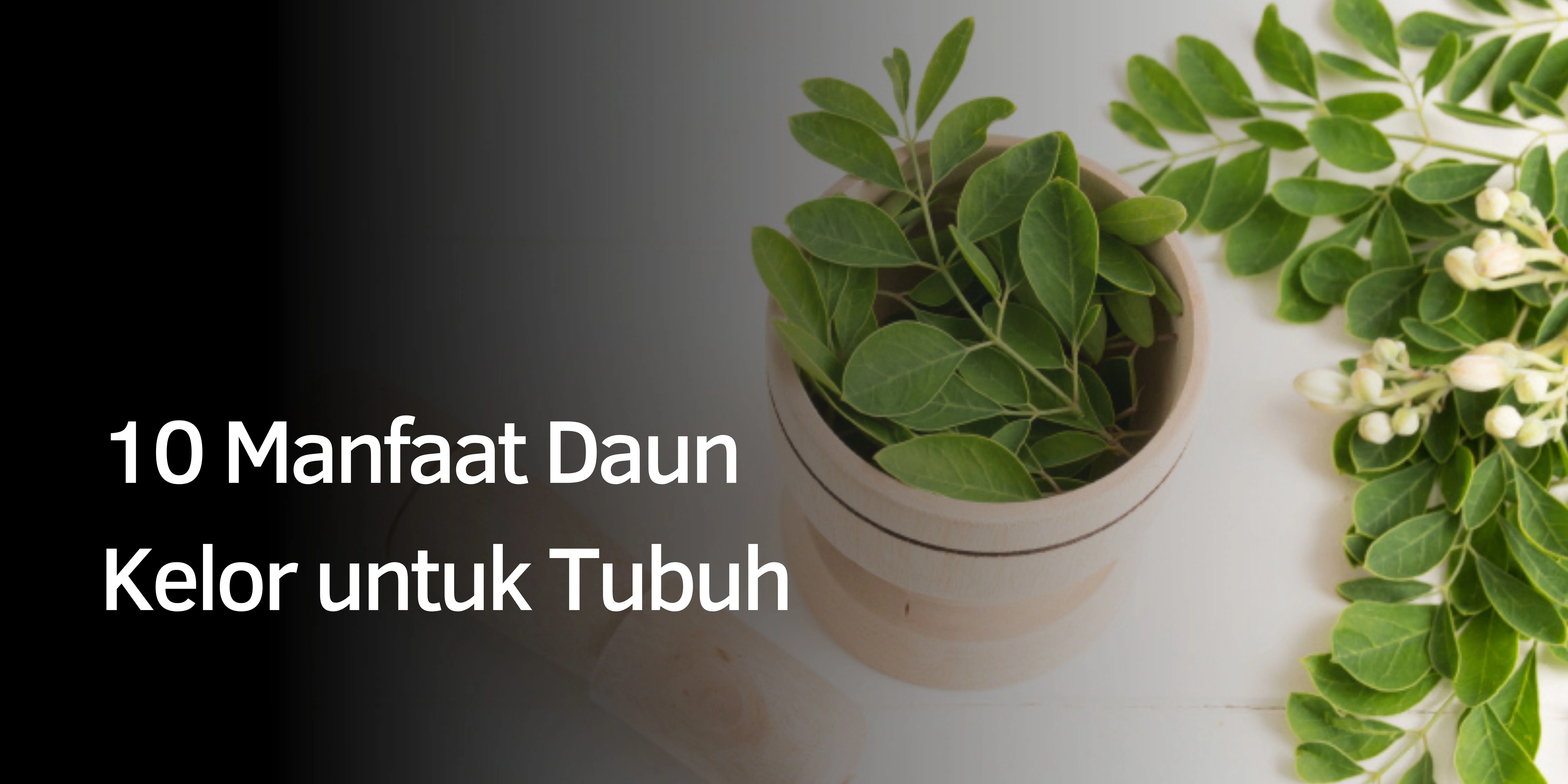 Manfaat Daun Kelor untuk Tubuh