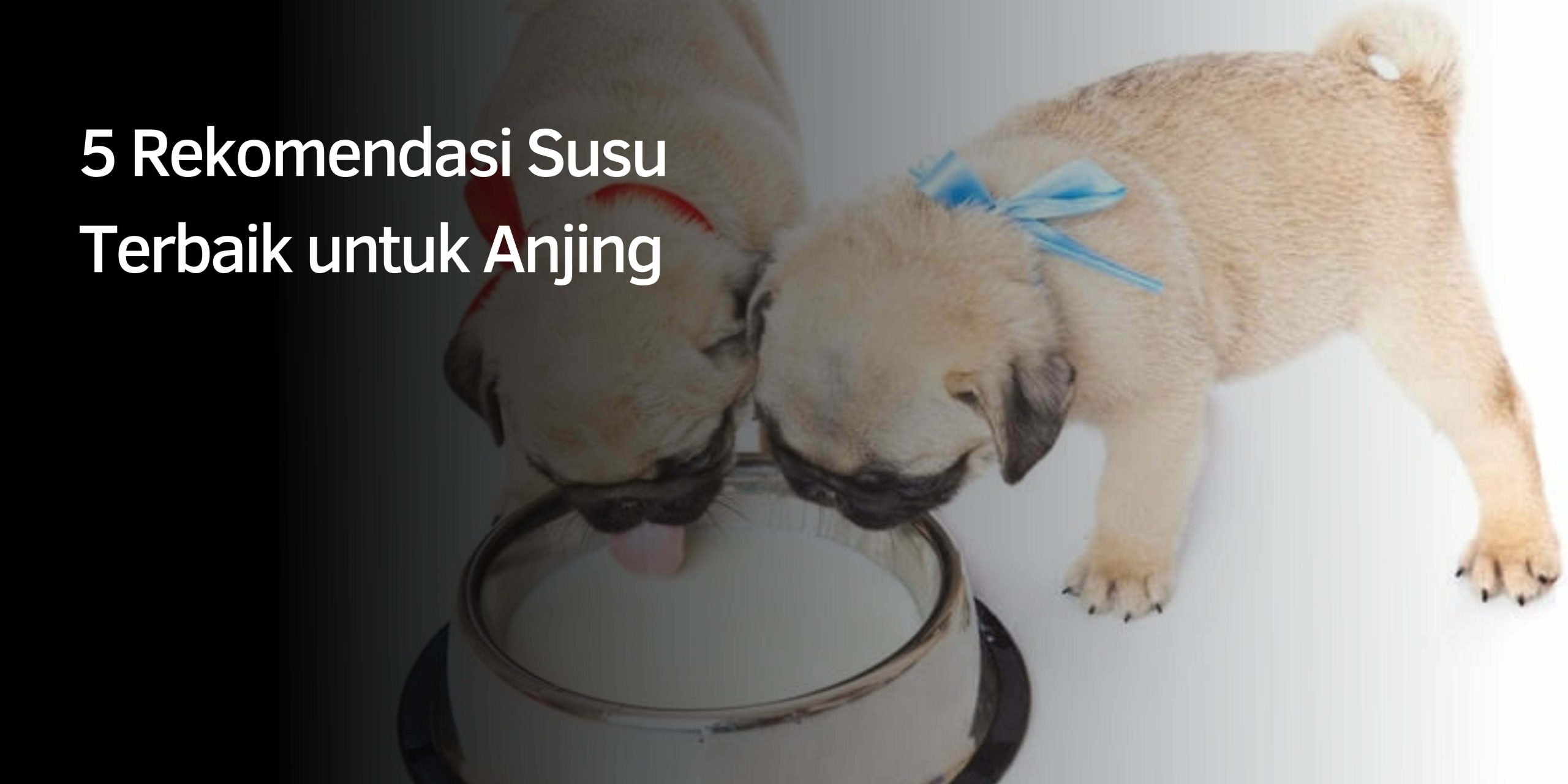 5 Rekomendasi Susu Terbaik untuk Anjing
