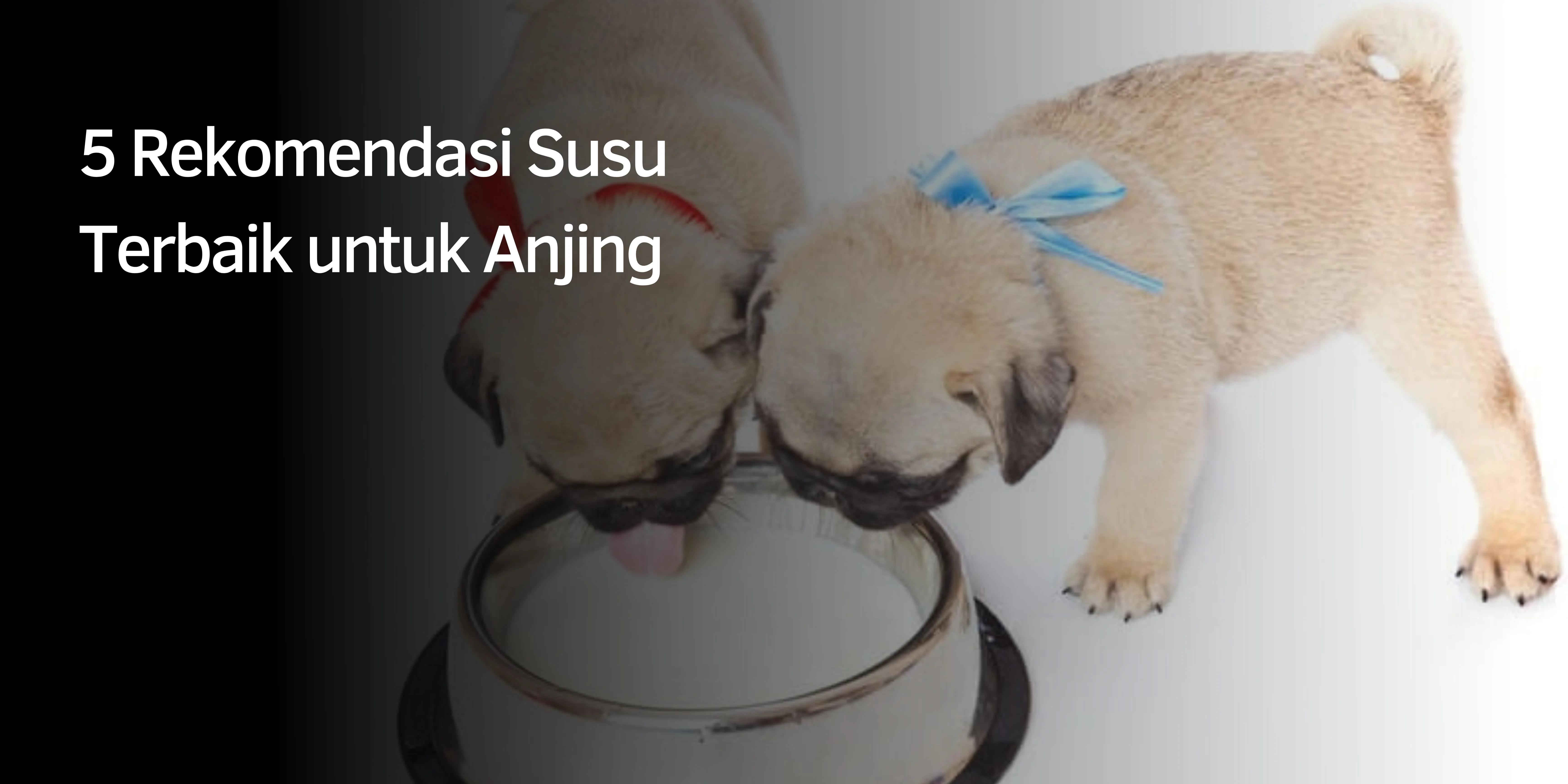 5 Rekomendasi Susu Terbaik untuk Anjing