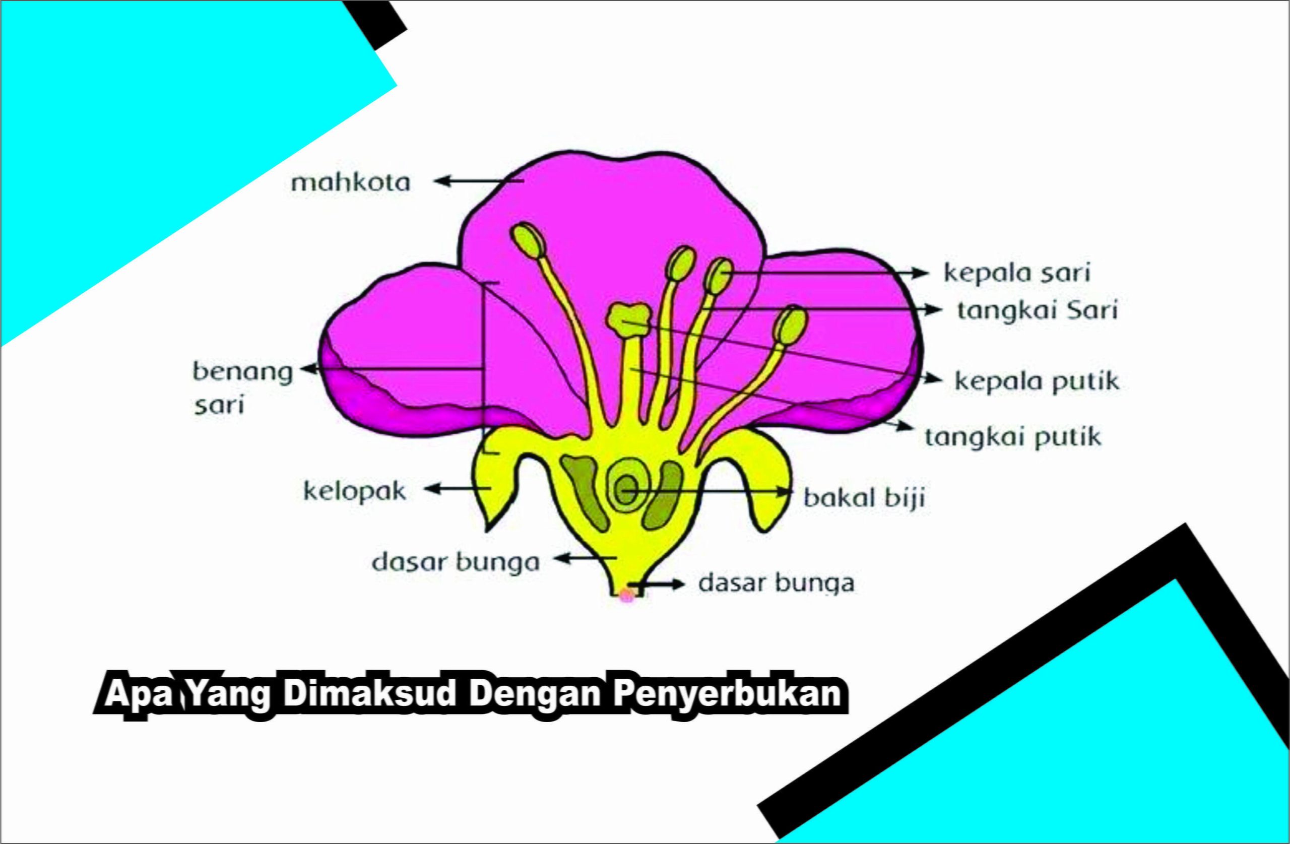Apa Yang Dimaksud Dengan Penyerbukan