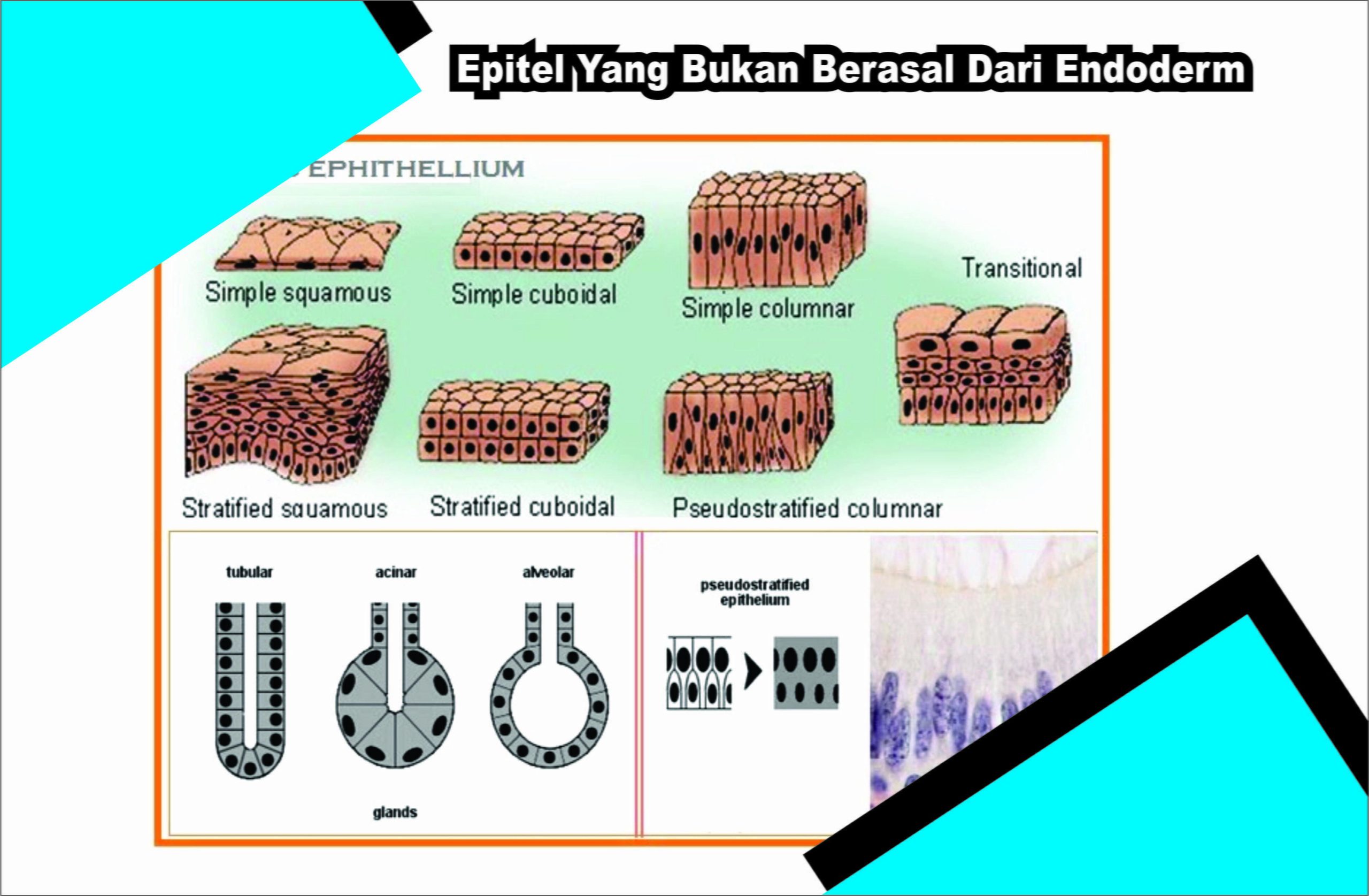 Epitel Yang Bukan Berasal Dari Endoderm Adalah