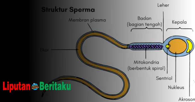 Sperma Manusia Memiliki Bagian Kepala Meruncing