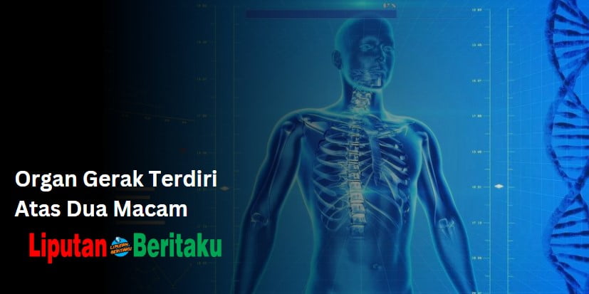 Organ Gerak Terdiri Atas Dua Macam