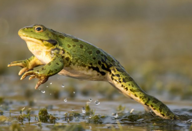 Fungsi Kaki Katak Saat Berada Di Air
