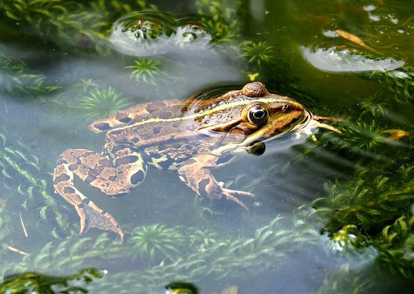 Fungsi Kaki Katak Saat Berada Di Air