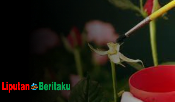 Cara Penyerbukan Bunga Mawar