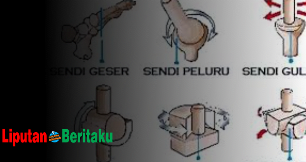 Organ Gerak Terdiri Atas Dua Macam