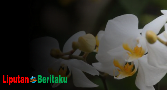 Apa Perbedaan Dua Gambar Flora Diatas