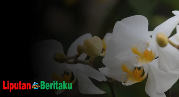 Apa Perbedaan Dua Gambar Flora Diatas