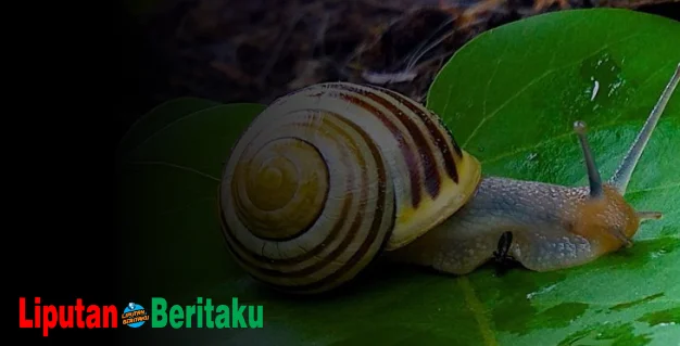 Simak Penjelasan Karakteristik Siput