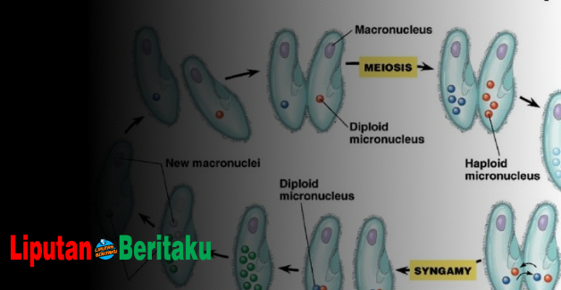 Perkembangbiakan Generatif Pada Paramecium