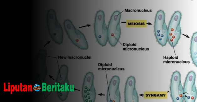 Perkembangbiakan Generatif Pada Paramecium