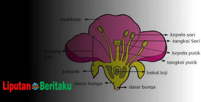 Cara Penyerbukan Bunga Sepatu