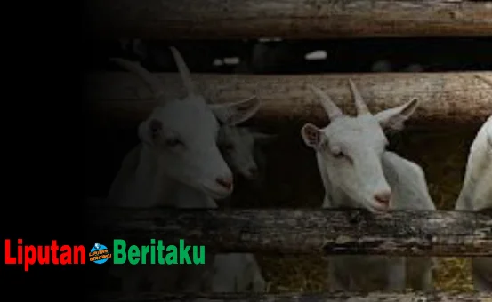 Nama Organ Gerak Kambing