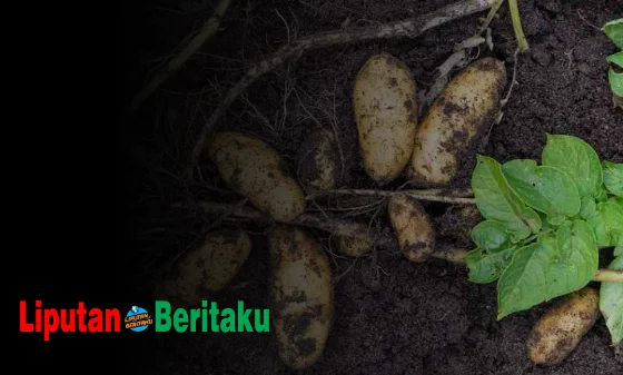 Cara Umbi Batang Berkembang Biak