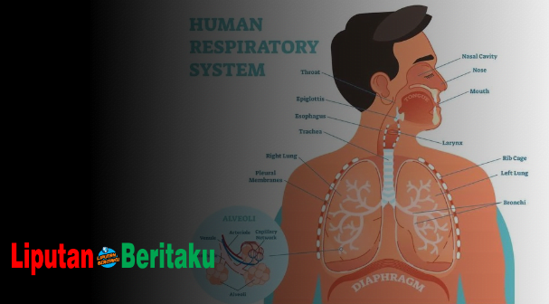 Urutan Proses Pernapasan Yang Tepat