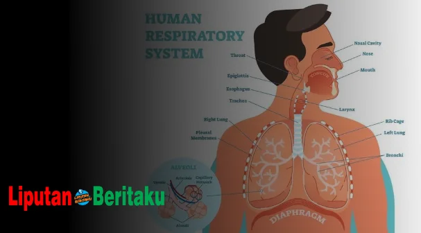 Urutan Proses Pernapasan Yang Tepat