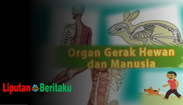 Organ Gerak Manusia Tidak Dapat Bergerak