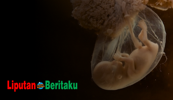 Langsung Terbentuk Setelah Proses Fertilisasi