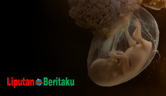 Langsung Terbentuk Setelah Proses Fertilisasi