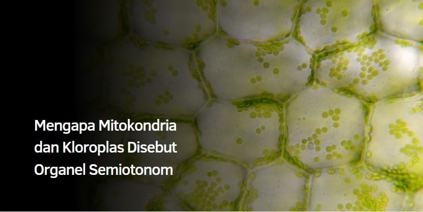 Mengapa Mitokondria dan Kloroplas Disebut Organel Semiotonom Mengapa Mitokondria dan Kloroplas Disebut Organel Semiotonom