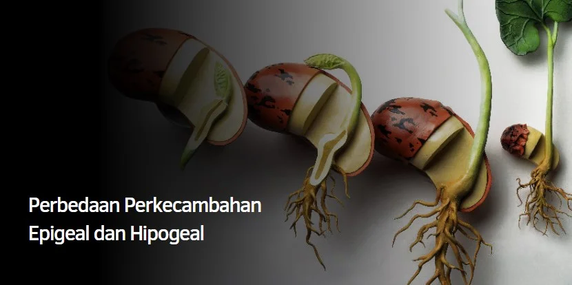Perbedaan Perkecambahan Epigeal dan Hipogeal