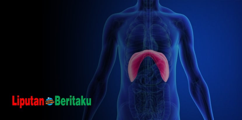 Diafragma Merupakan Sekat Yang Membatasi