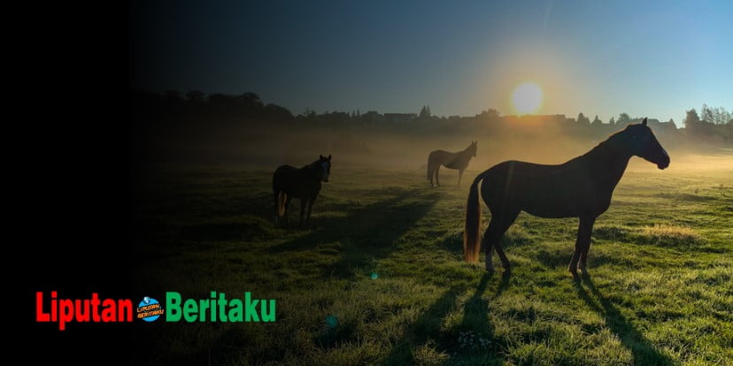 Seekor Kuda Selalu Mempunyai