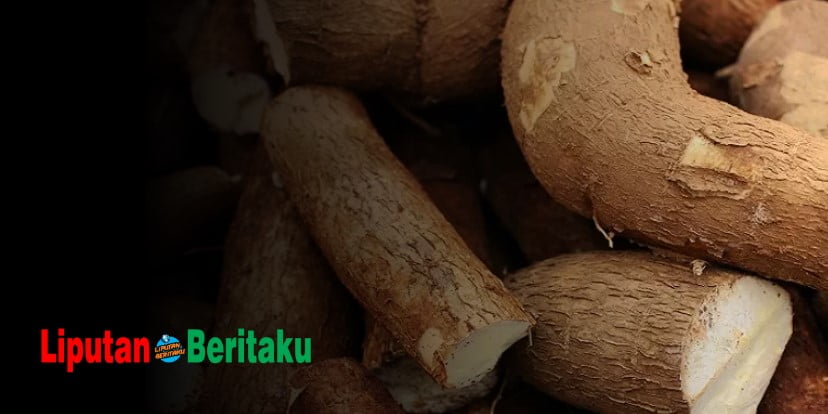 Singkong Berkembang Biak Dengan Cara