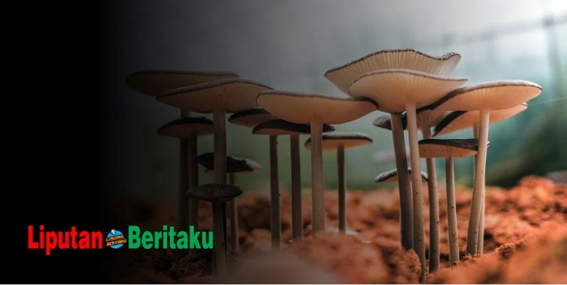 Salah Satu Ciri Khas Yang Membedakan Ganggang Dengan Jamur Adalah