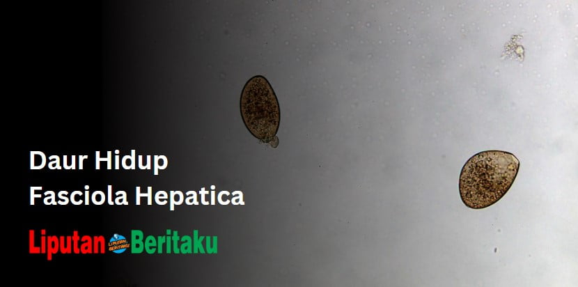 Daur Hidup Fasciola Hepatica