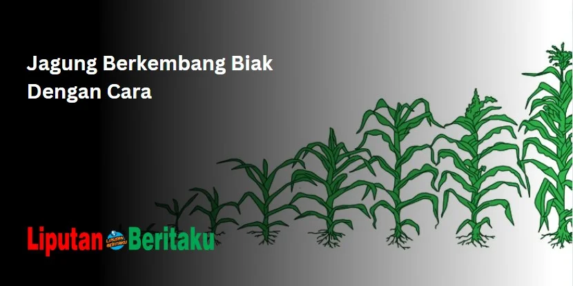 Jagung Berkembang Biak Dengan Cara